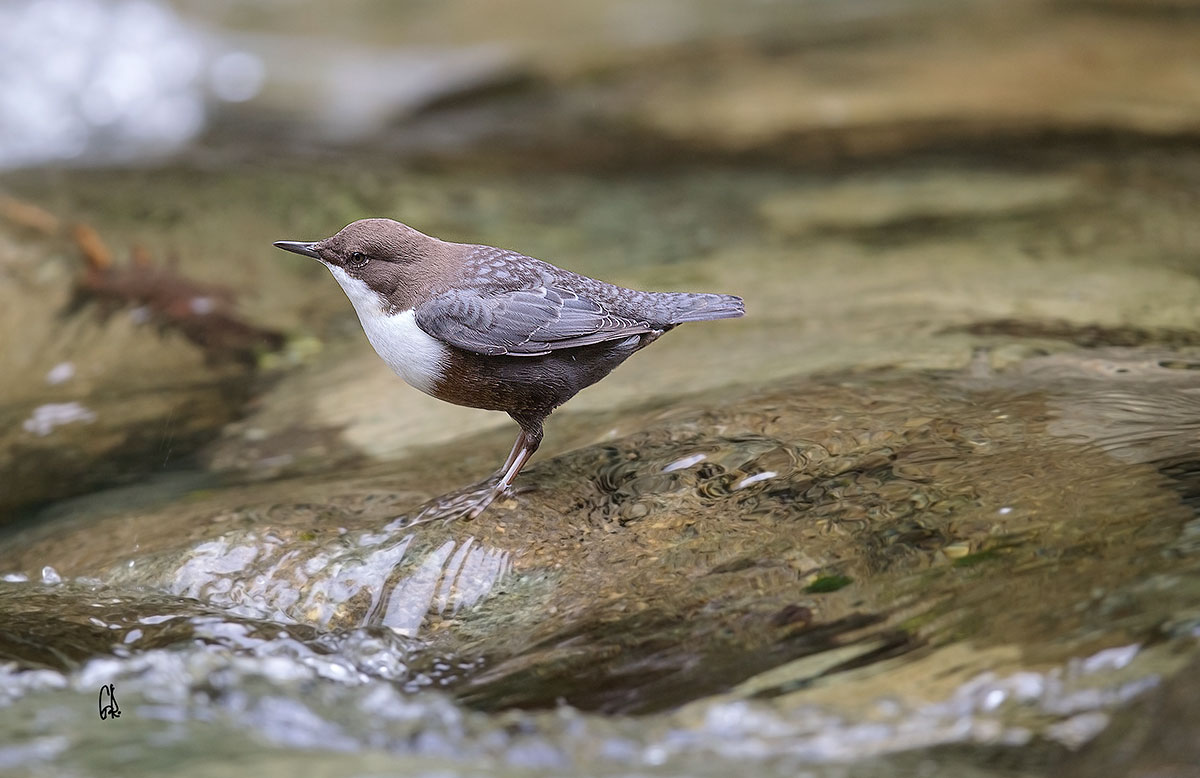 Dipper