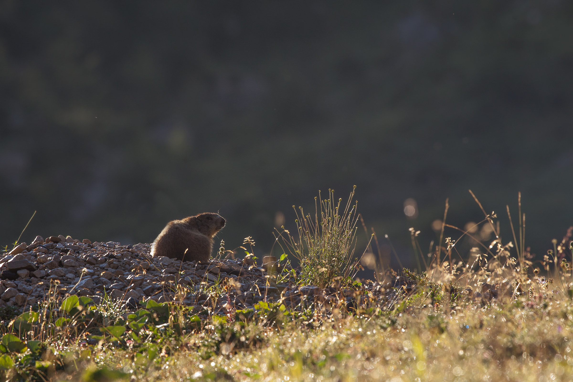 Backlit Marmot