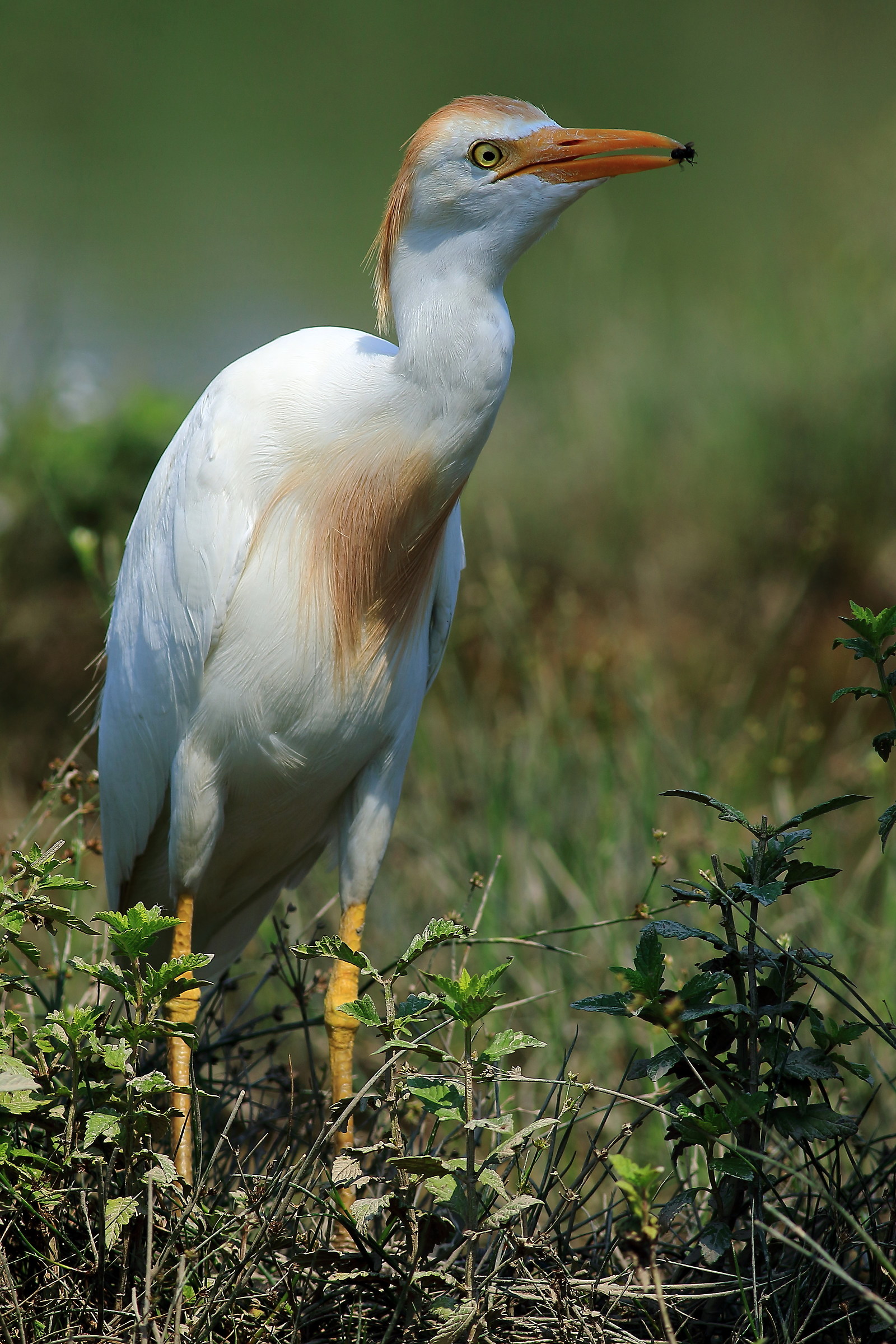 airone guardiabuoi con insetto
