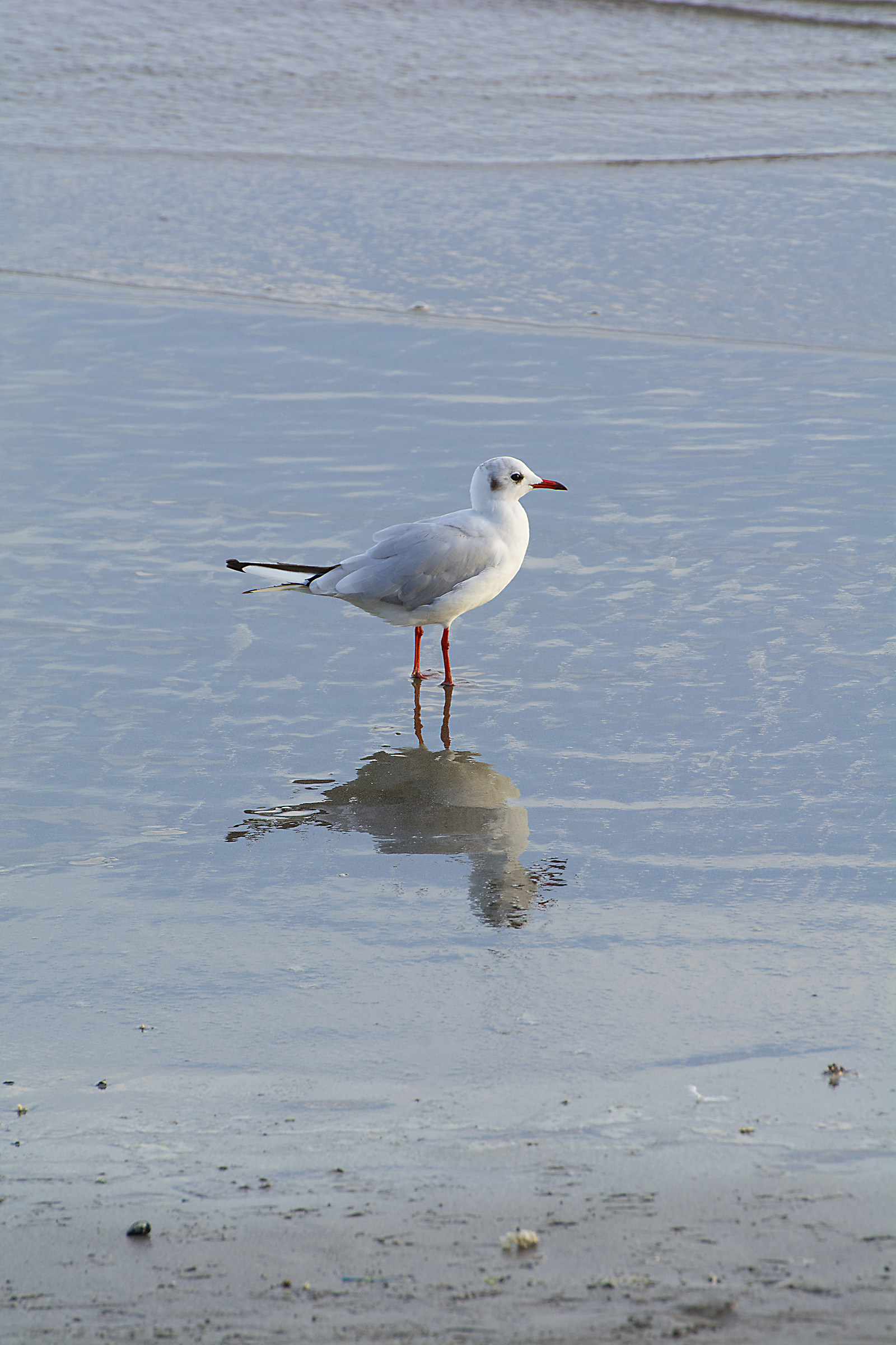 Passeggiando sul bagnasciuga