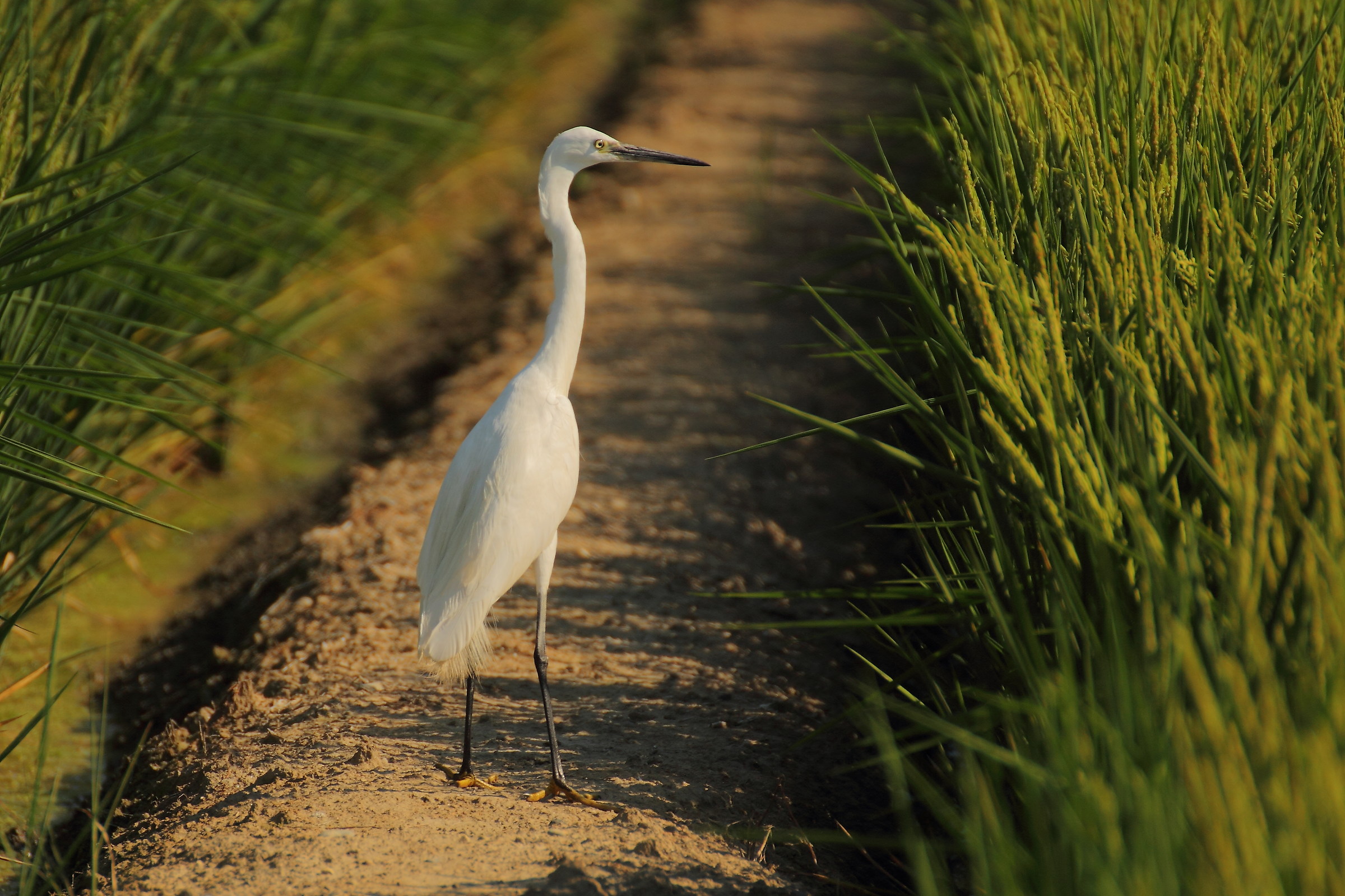 Egret