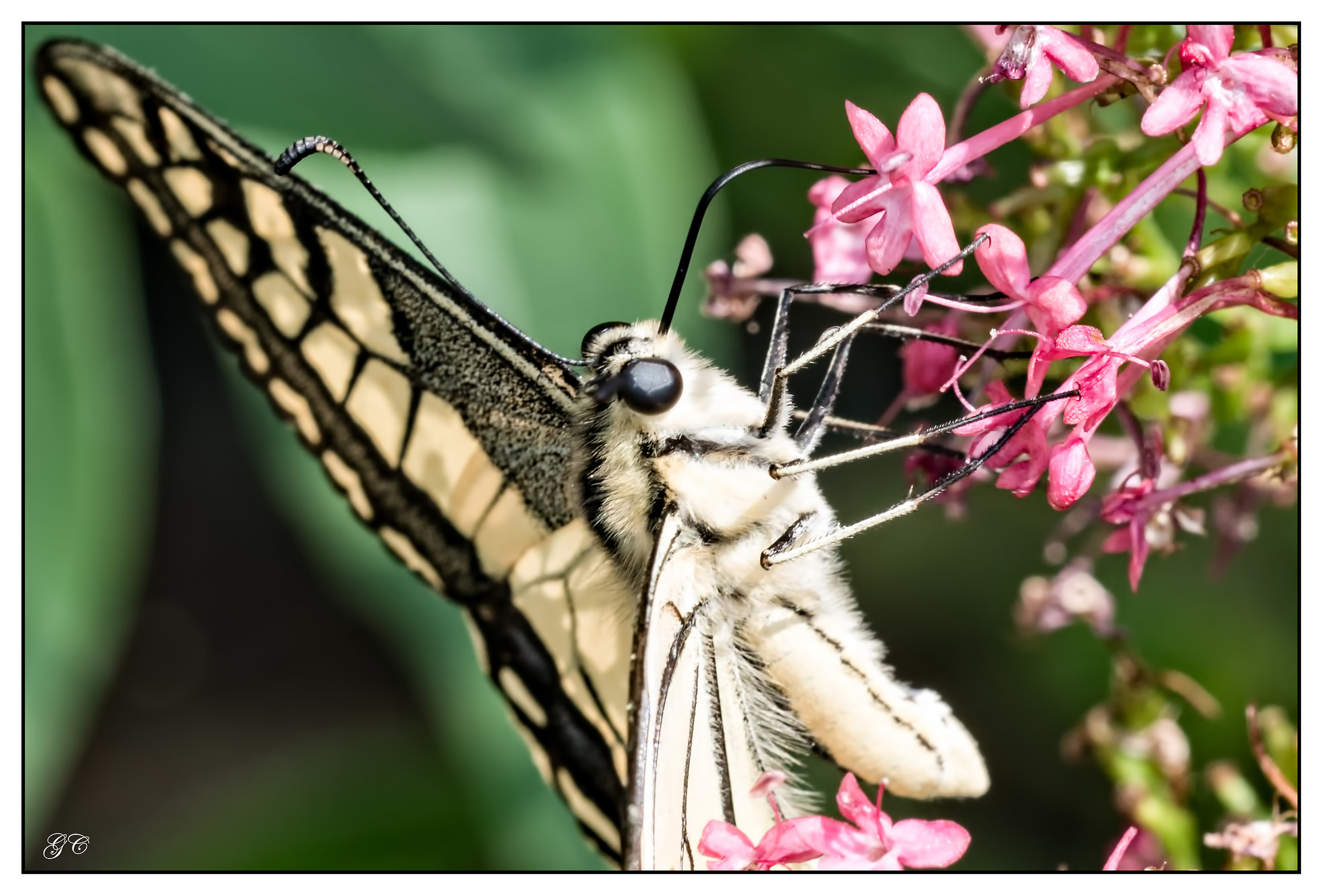 Papilio machaon