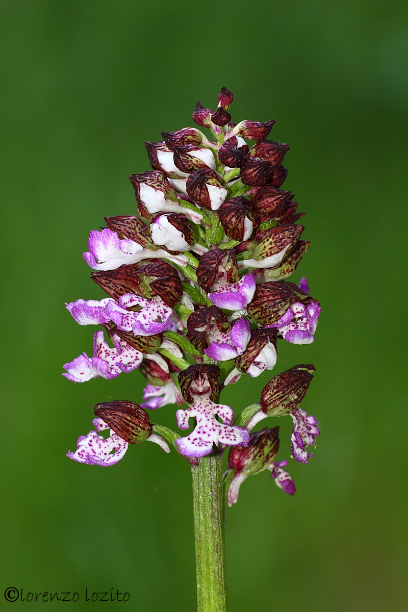 Orchis purpurea