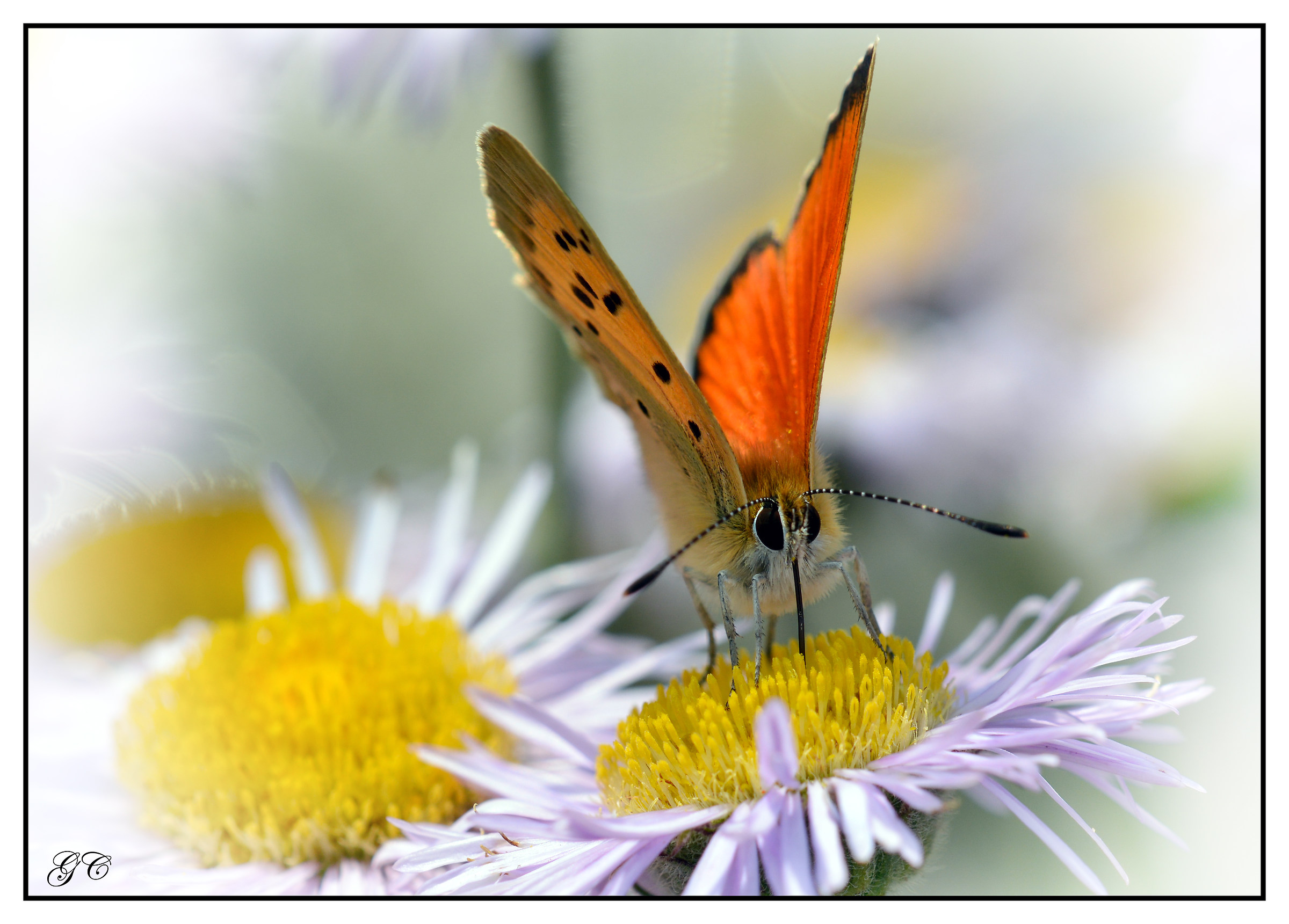 Lycaena virgaureae