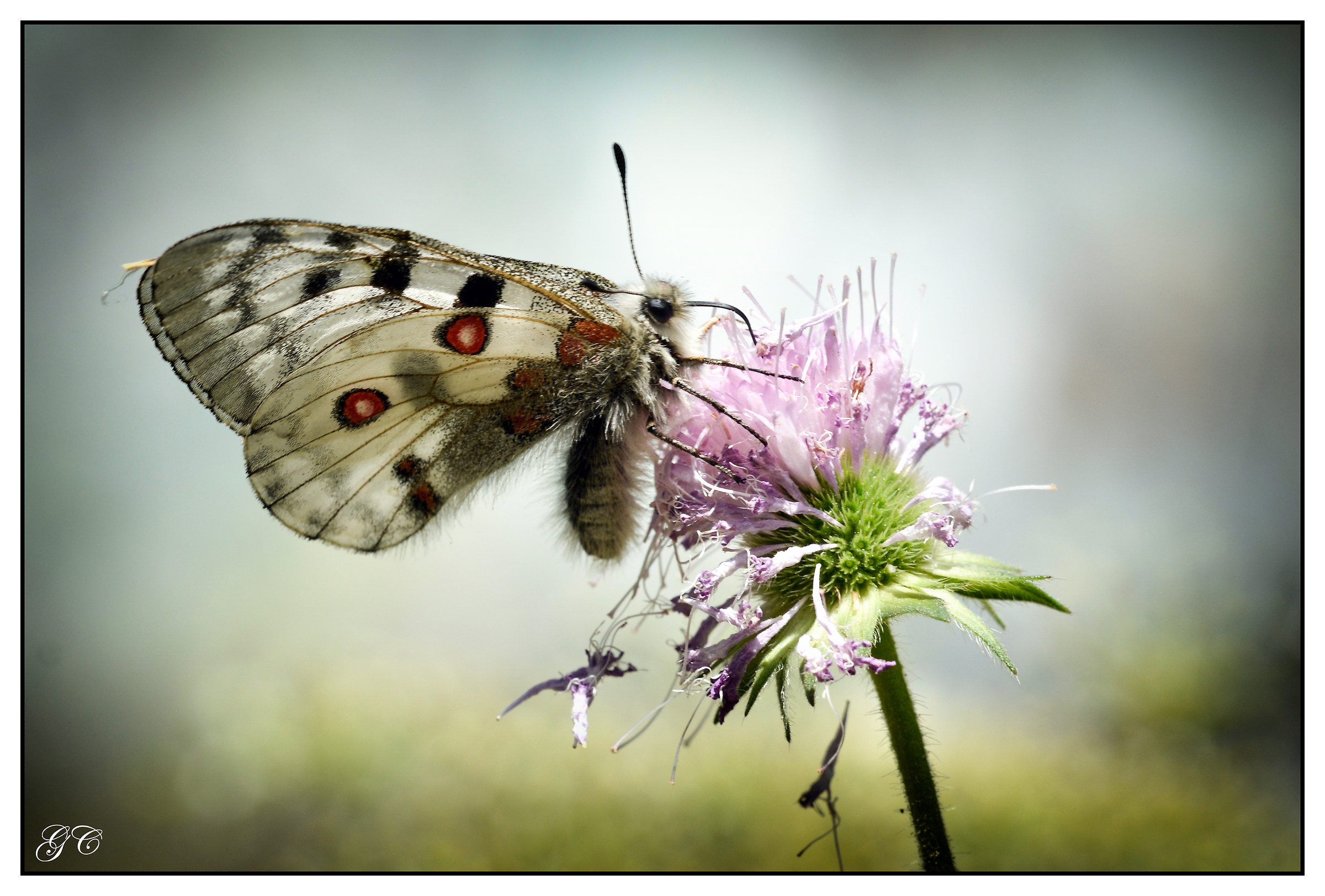 Parnassius apollo