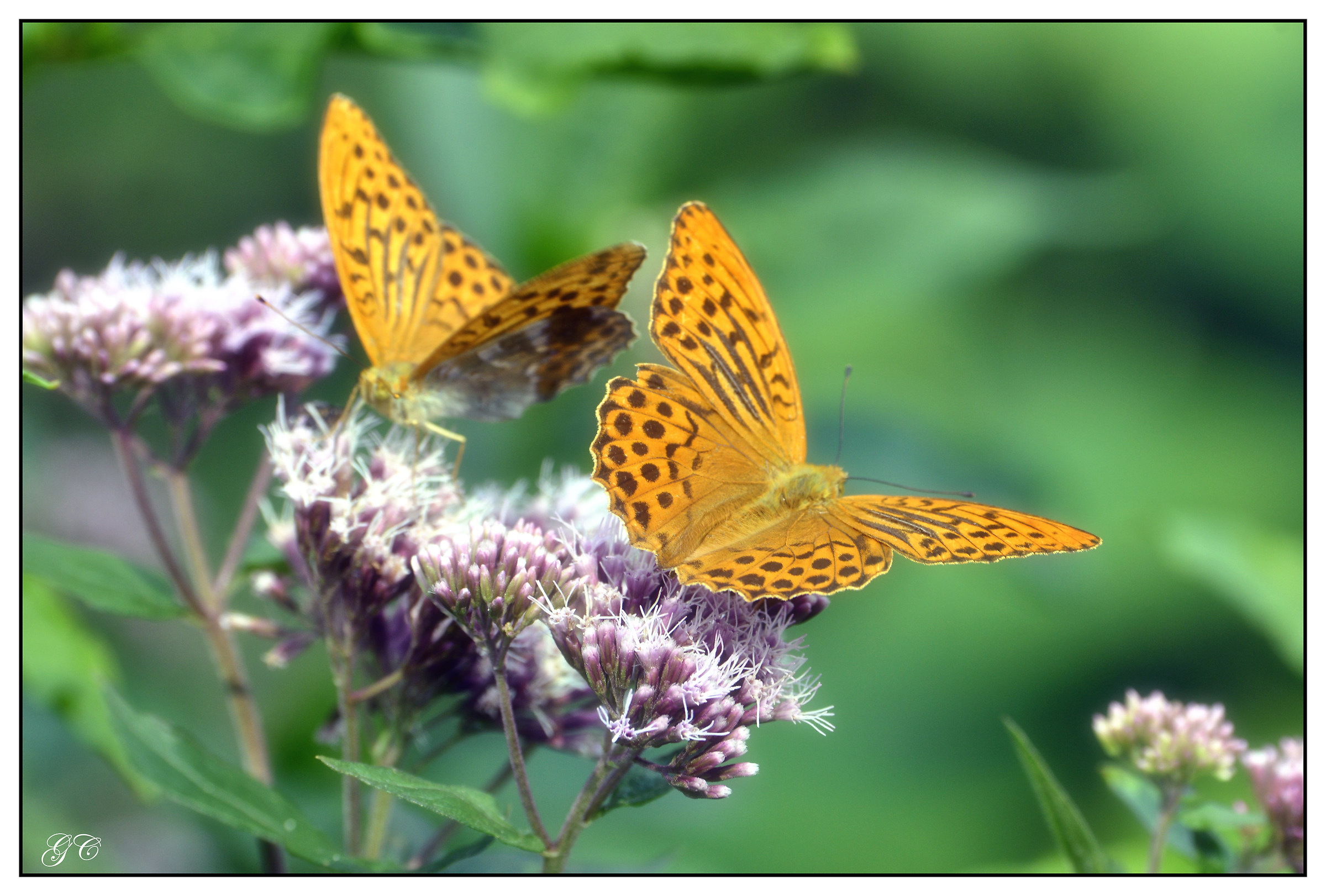 Argynnis paphia