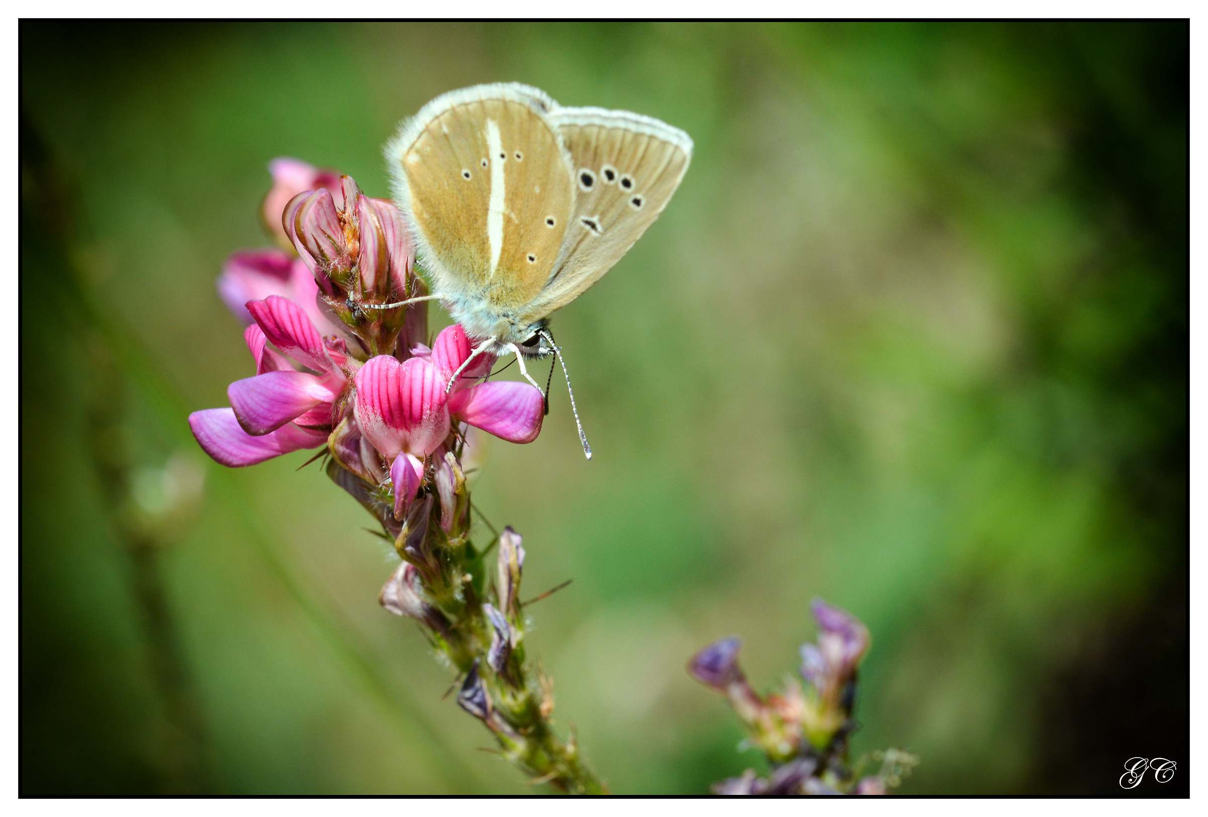 Polyommatus damon