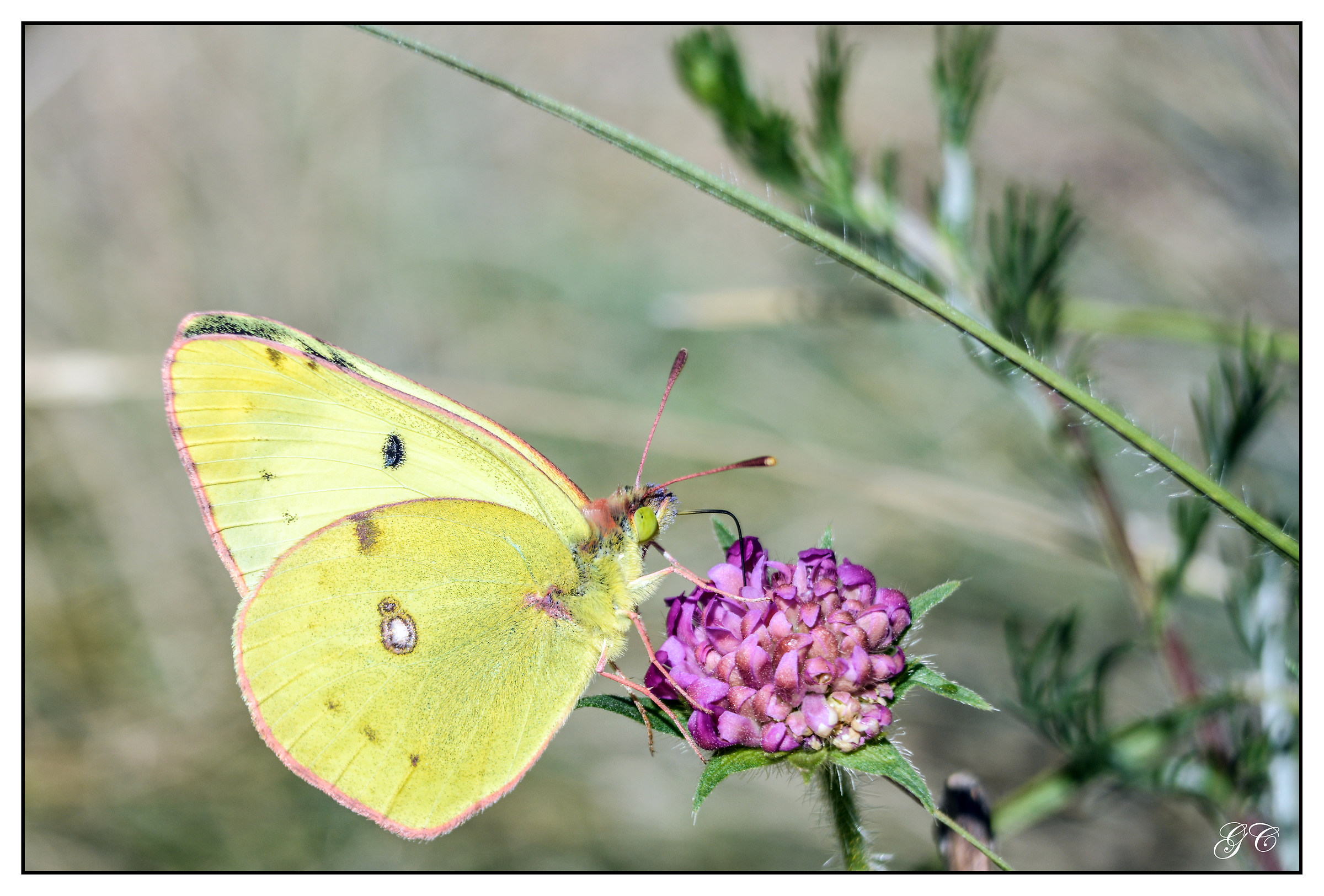 Colias crocea