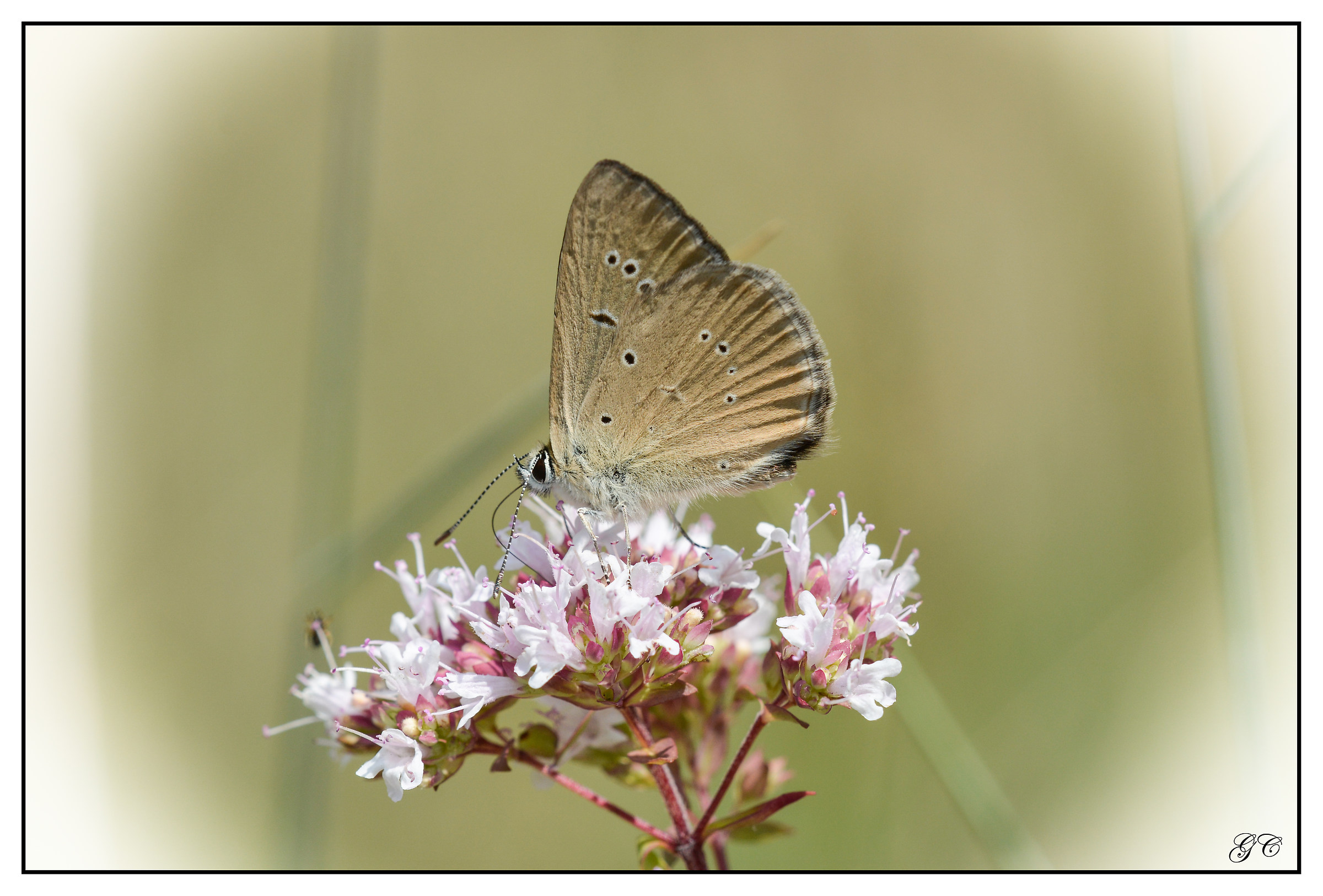 Polyommatus humedasae