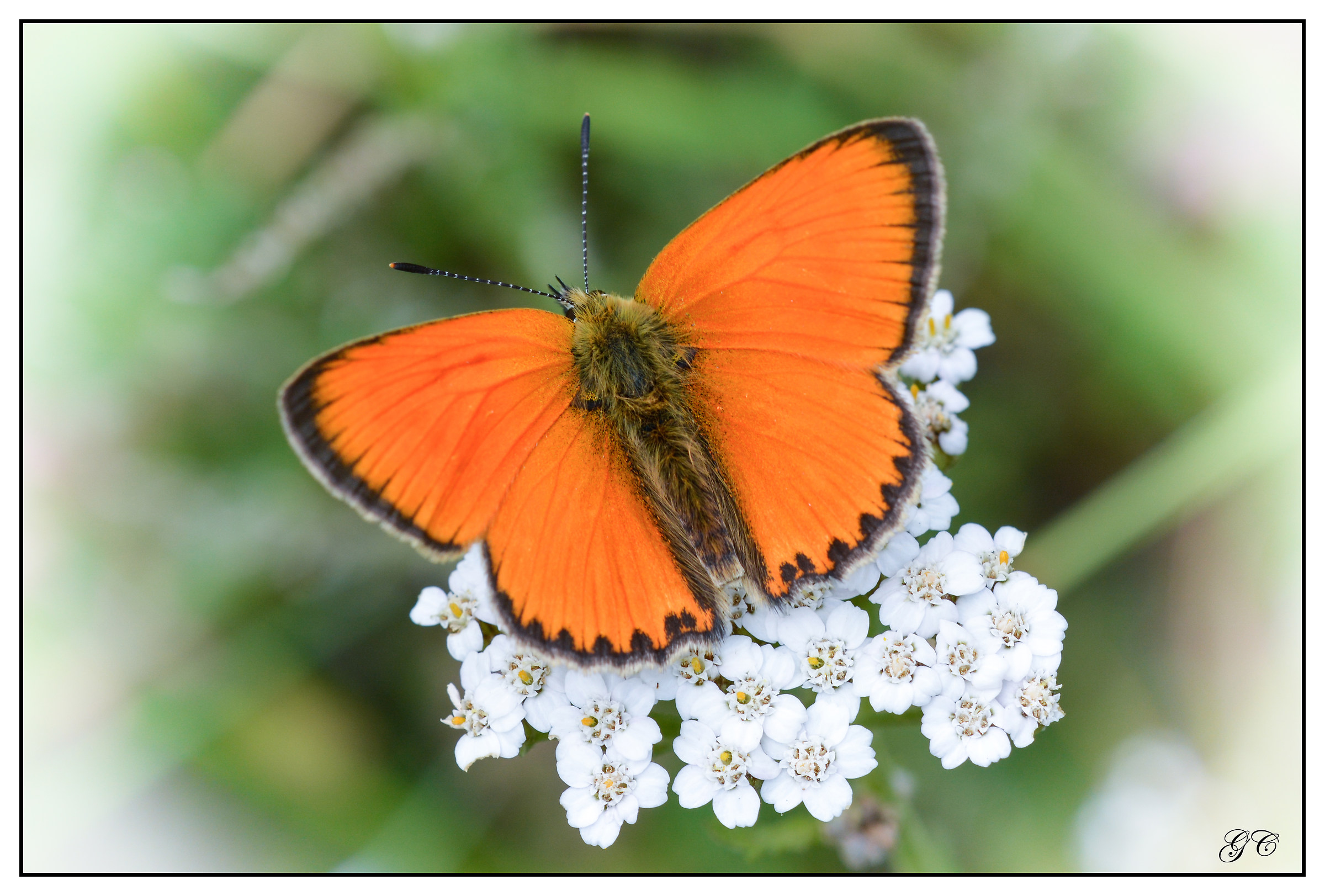 Lycaena vigaureae