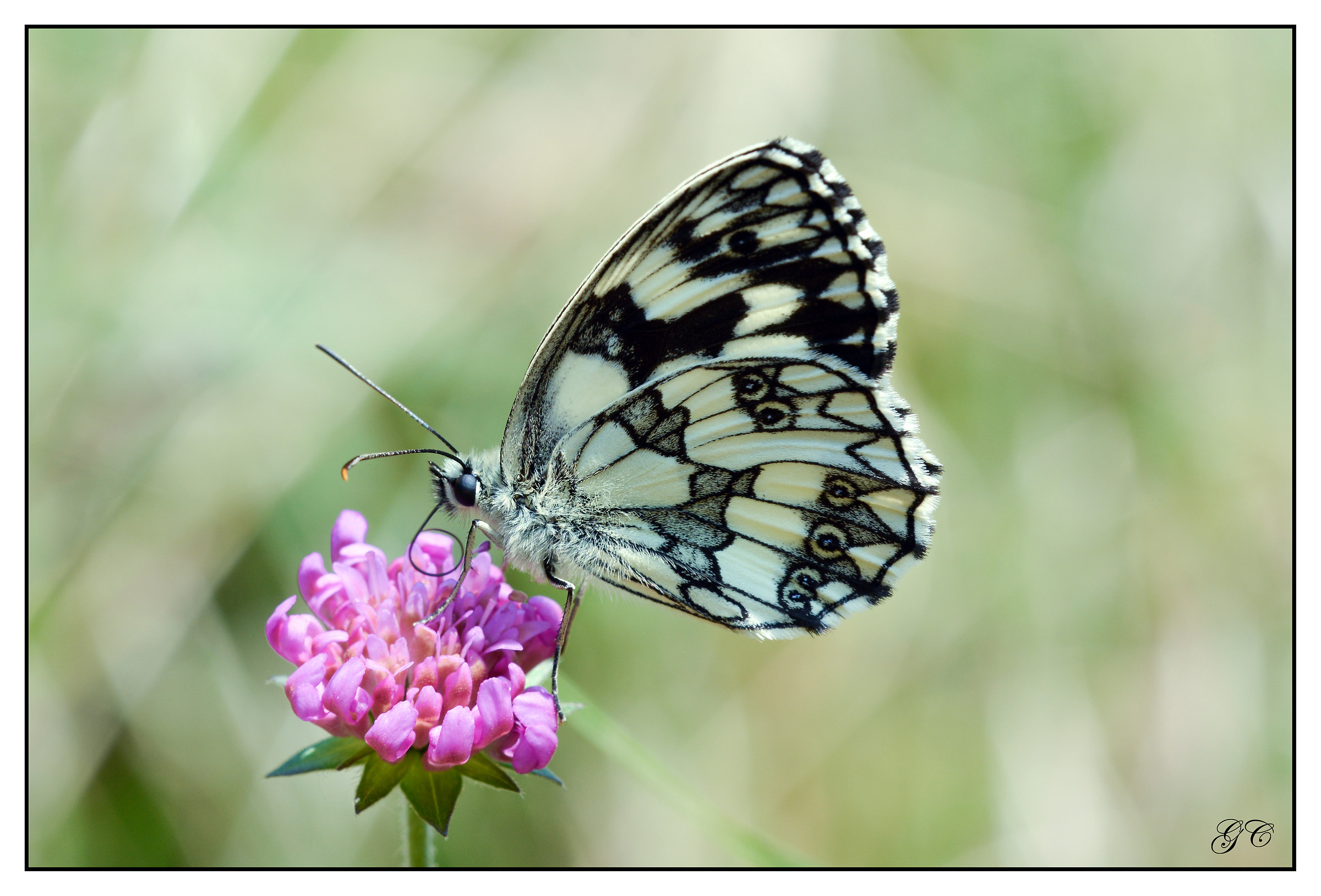 Melanargia galathea
