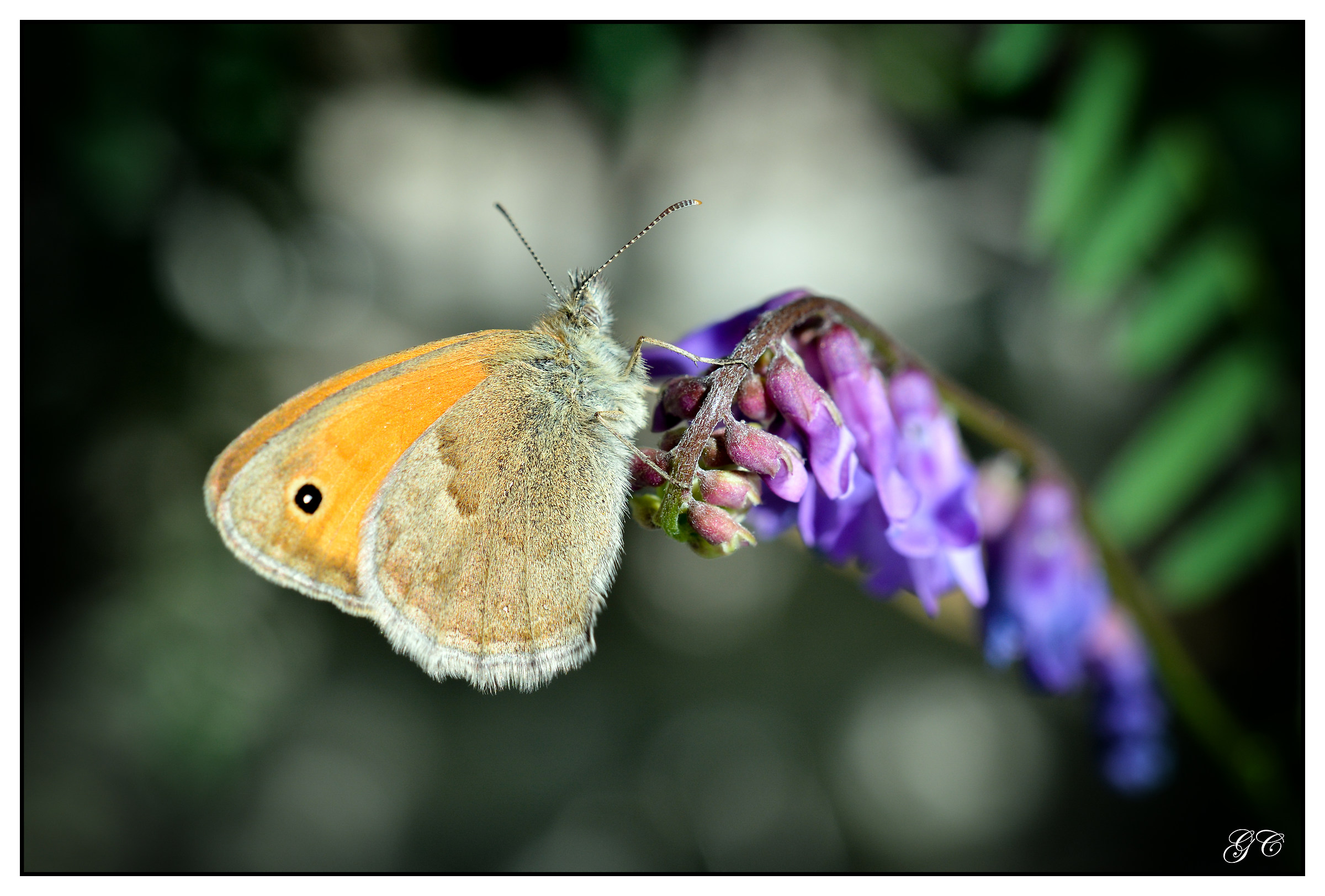 Coenonympha pamphilus