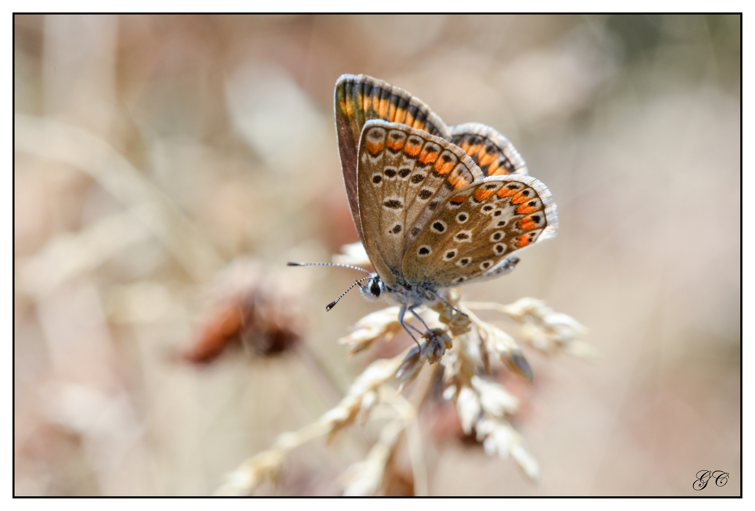 Polyommatus Thersites