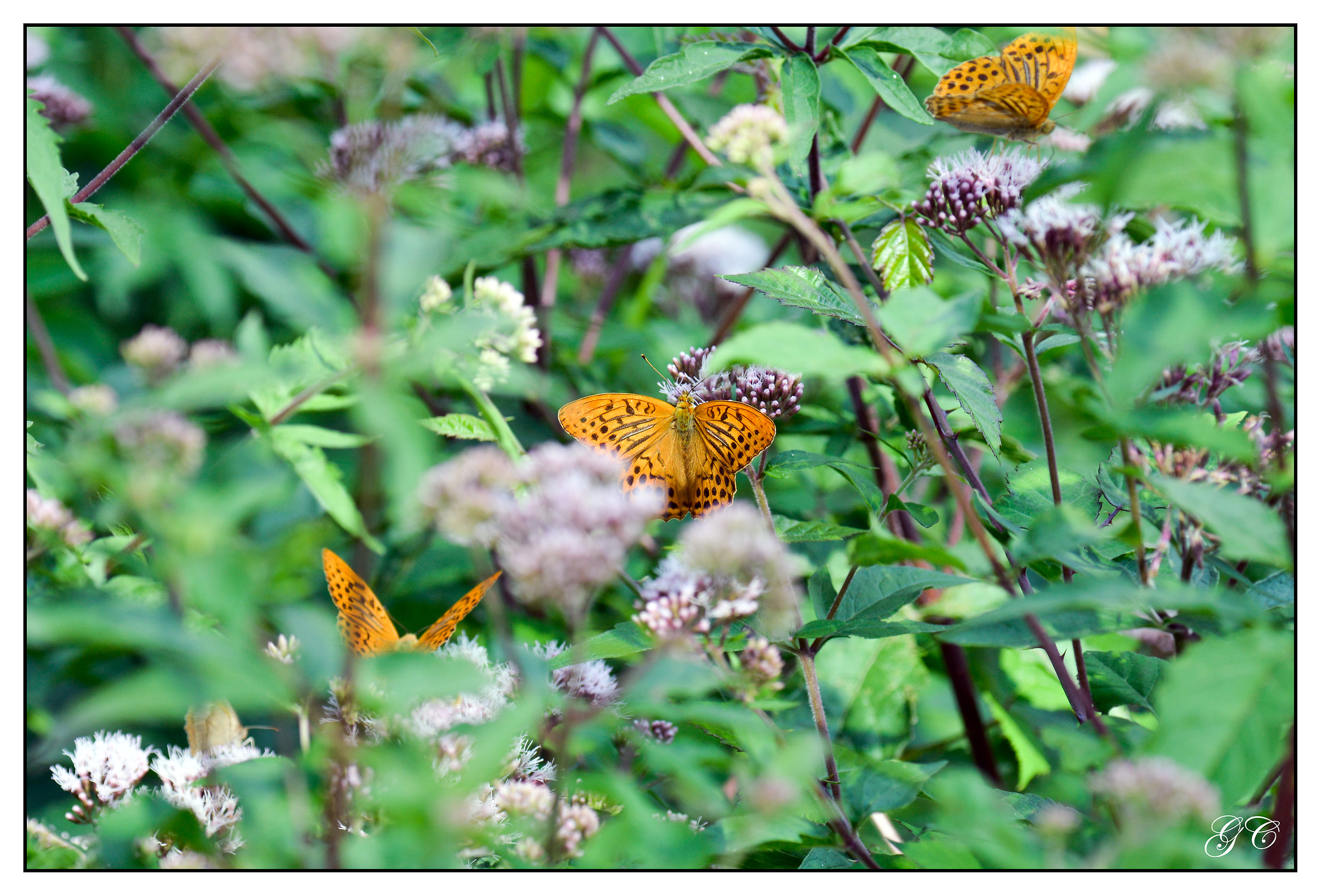 Argynnis paphia