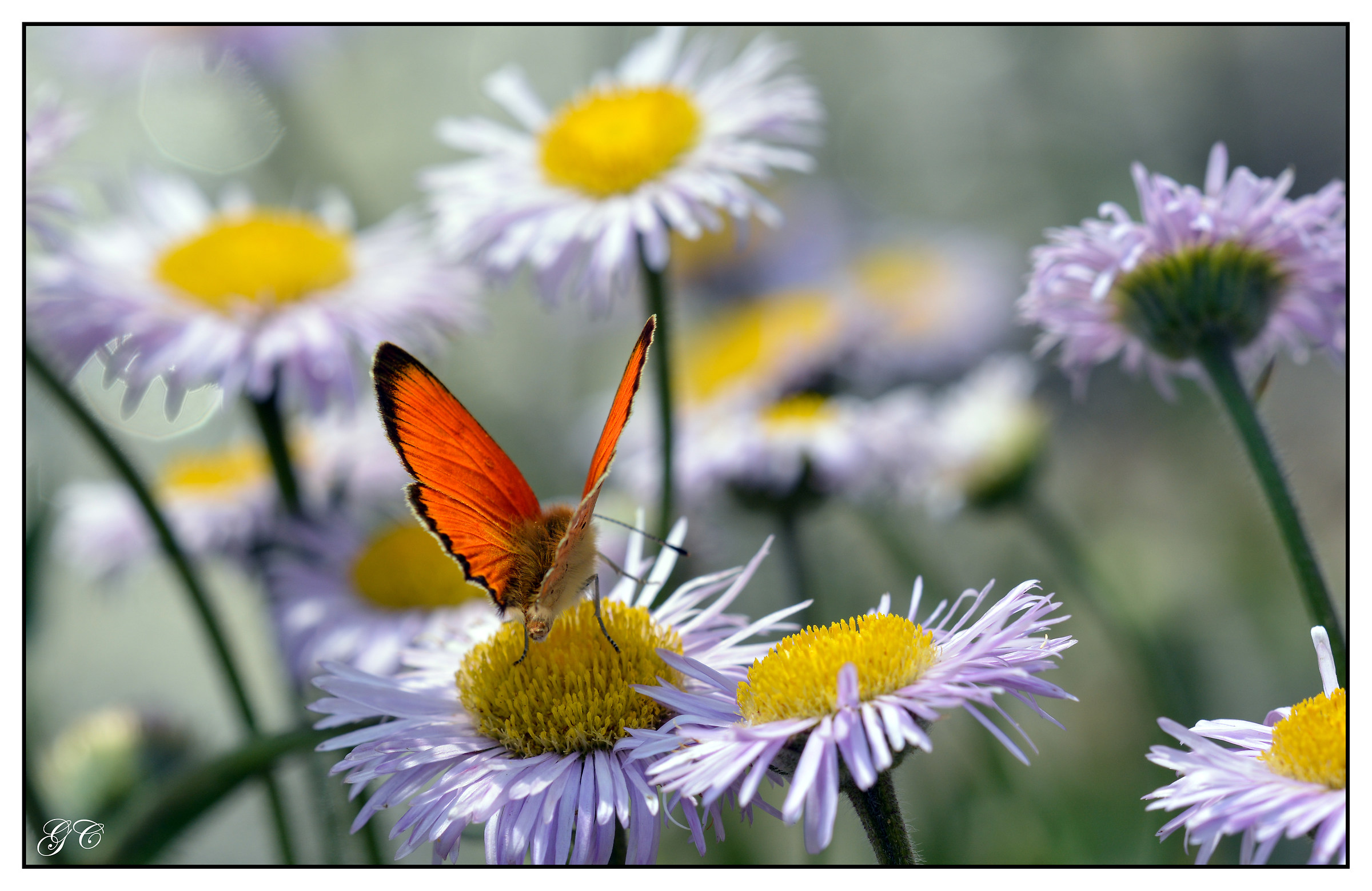 Lycaena virgaureae