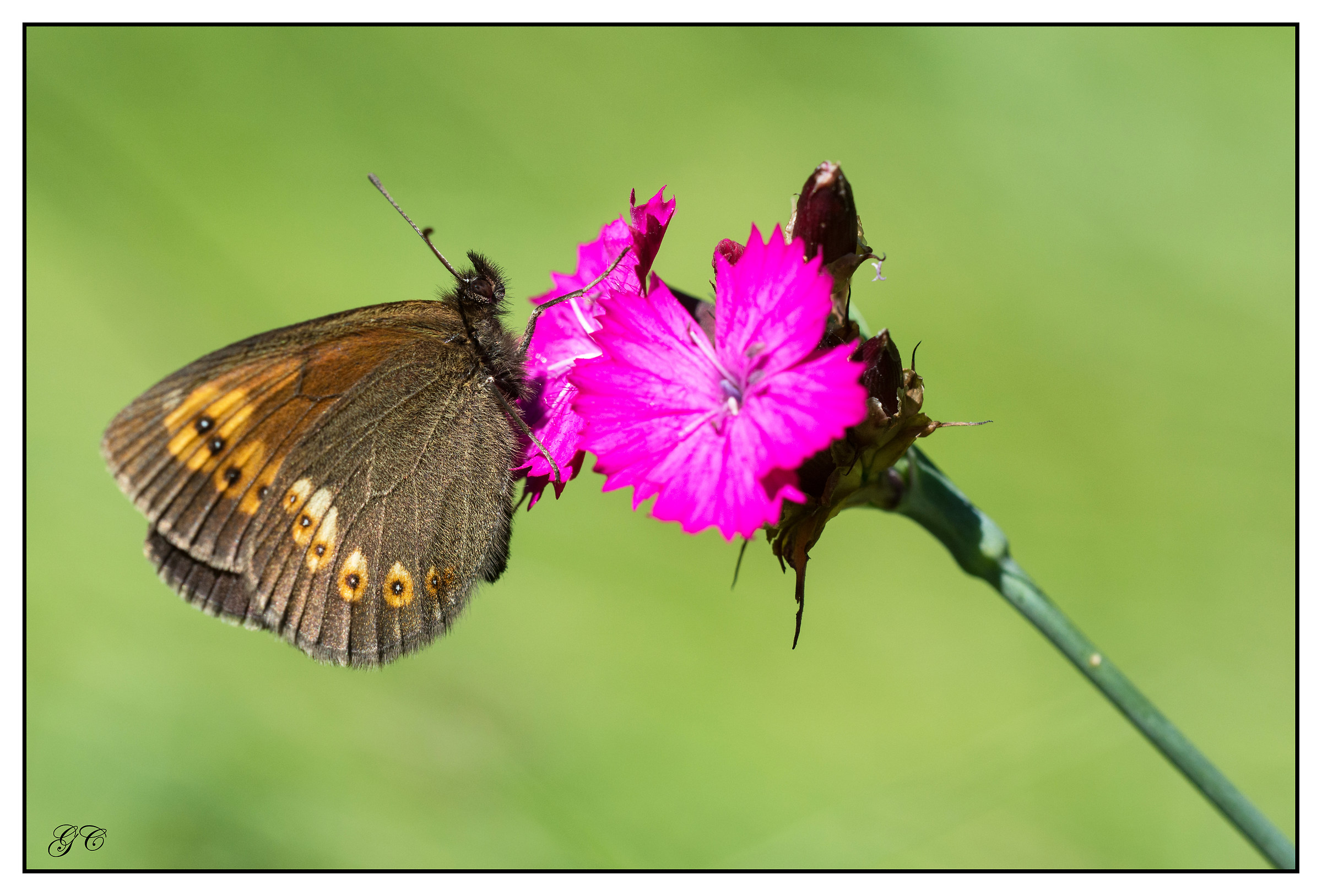 Erebia alberganus