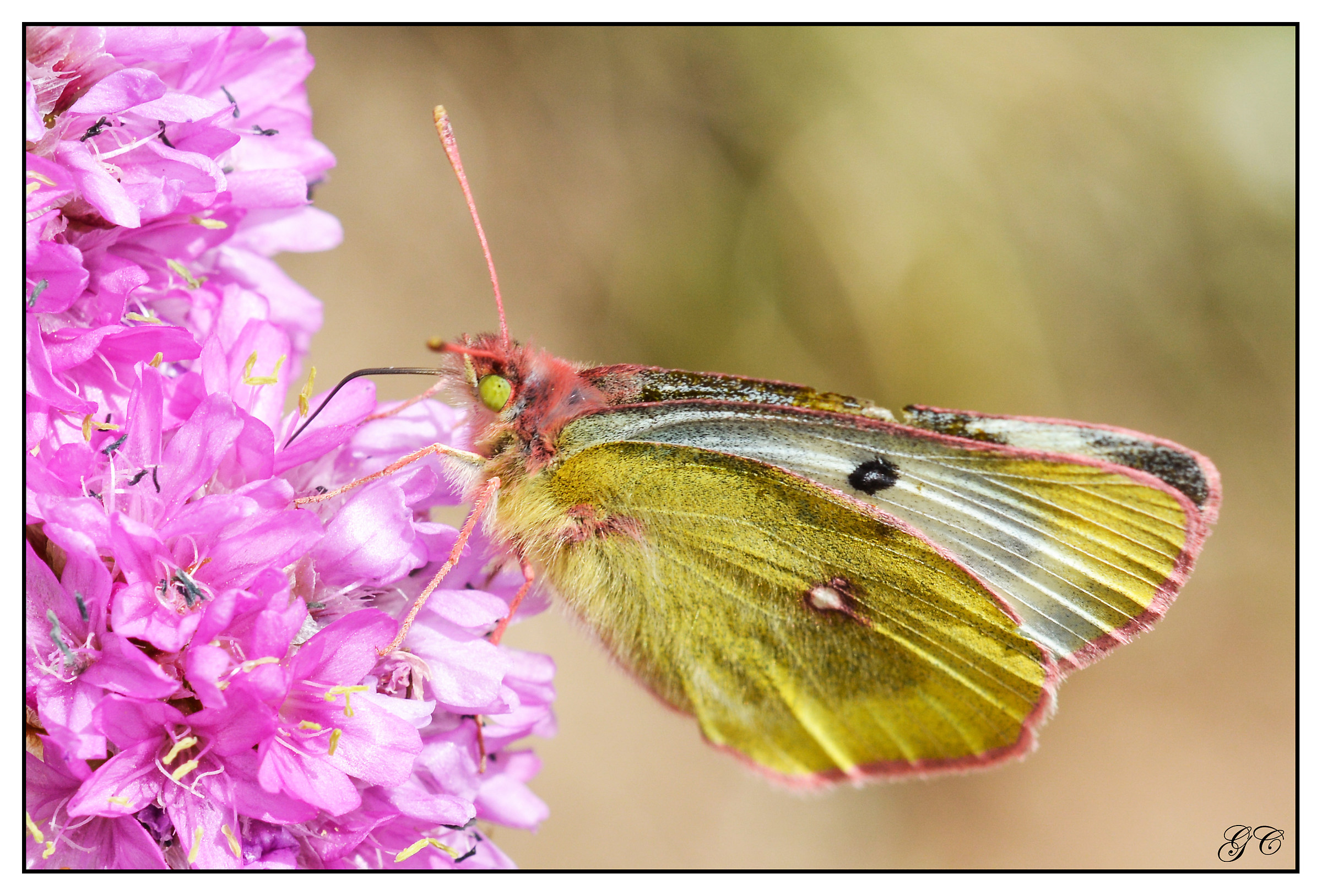 Colias crocea
