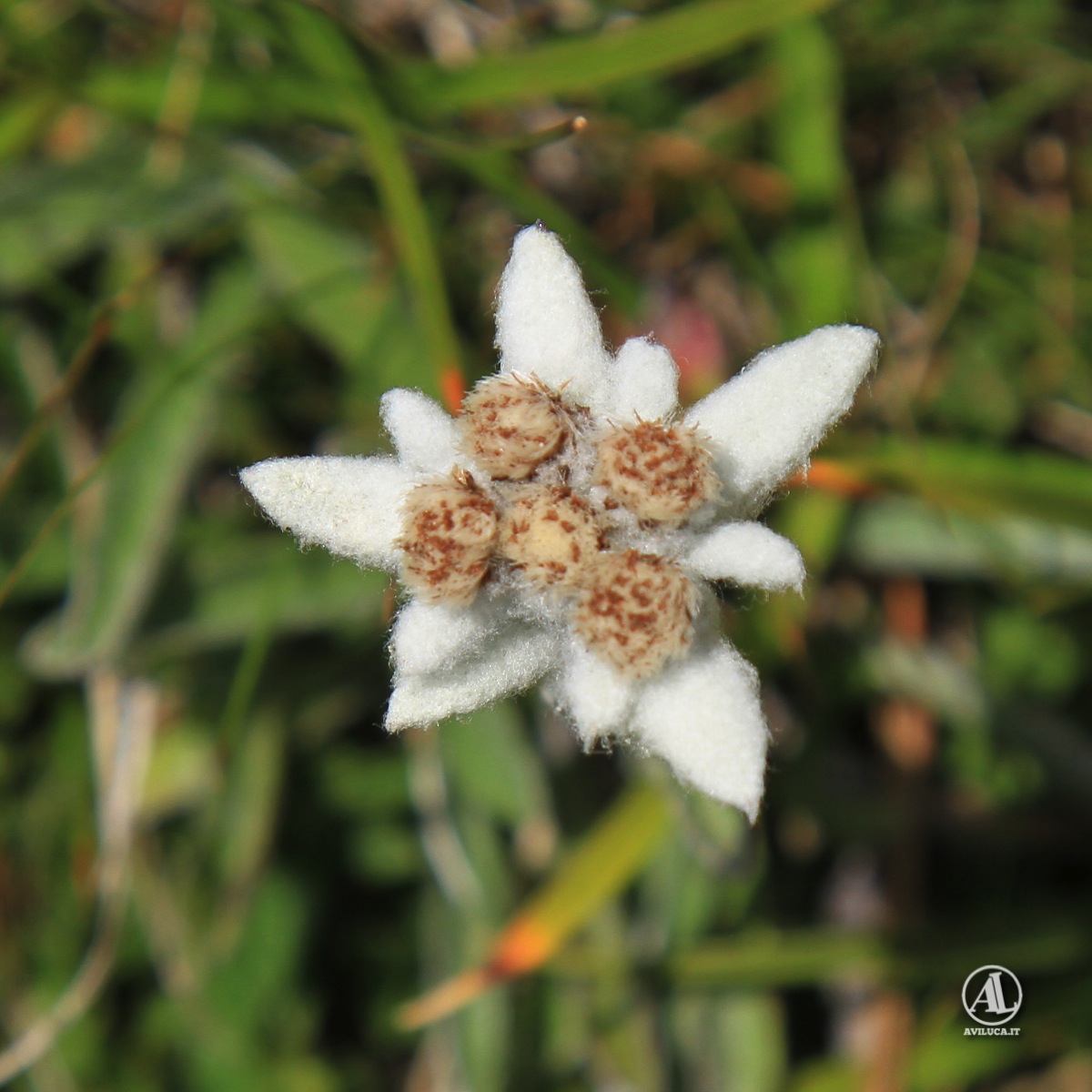 Beautiful Edelweiss
