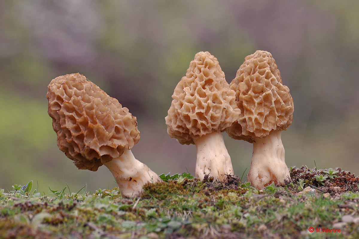 Common Morel - Morchella esculenta