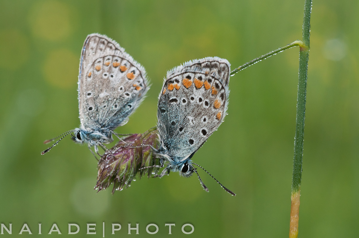 Polyommatus Icarus - Icaro