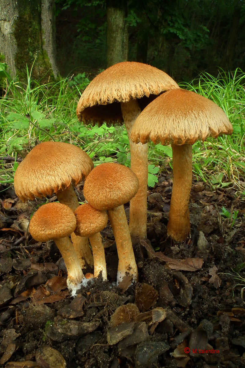 Rusty Widow - Lacrymaria pyrotricha