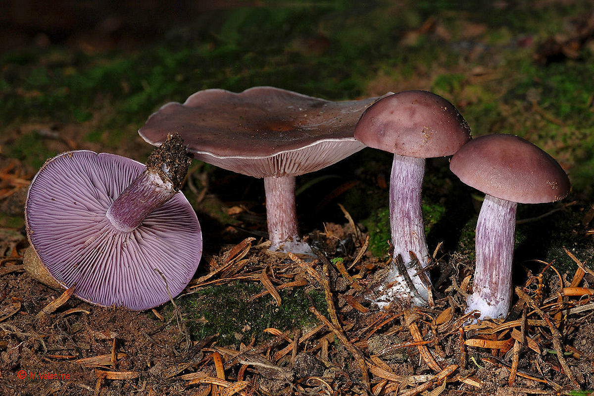 Legno Blewit - Lepista nuda