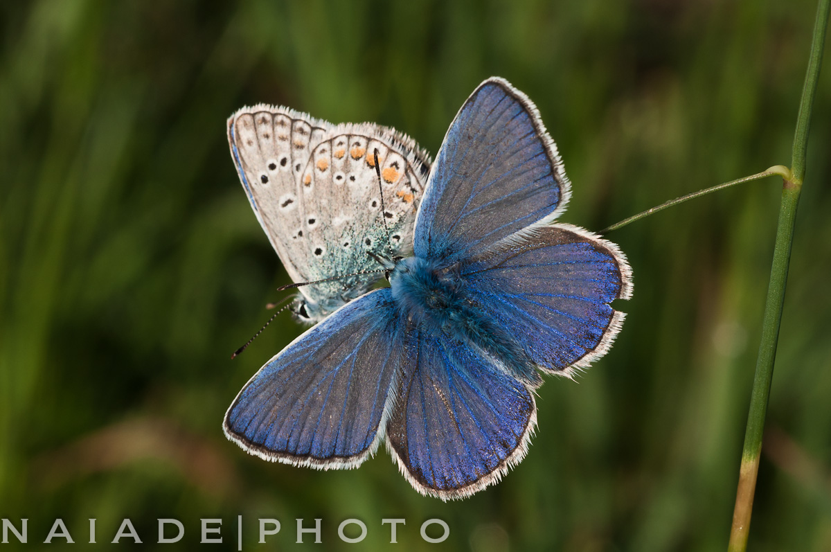 Polyommatus Icarus - Icaro