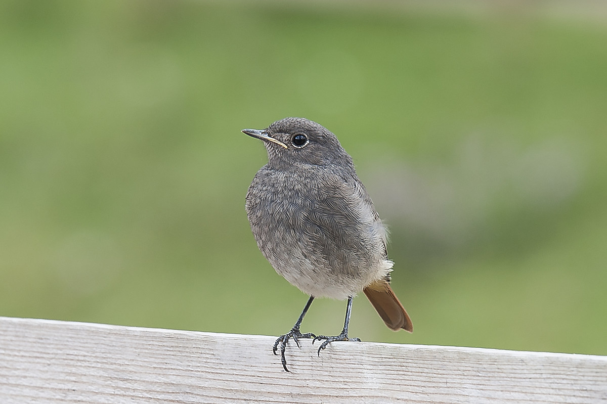 redstart
