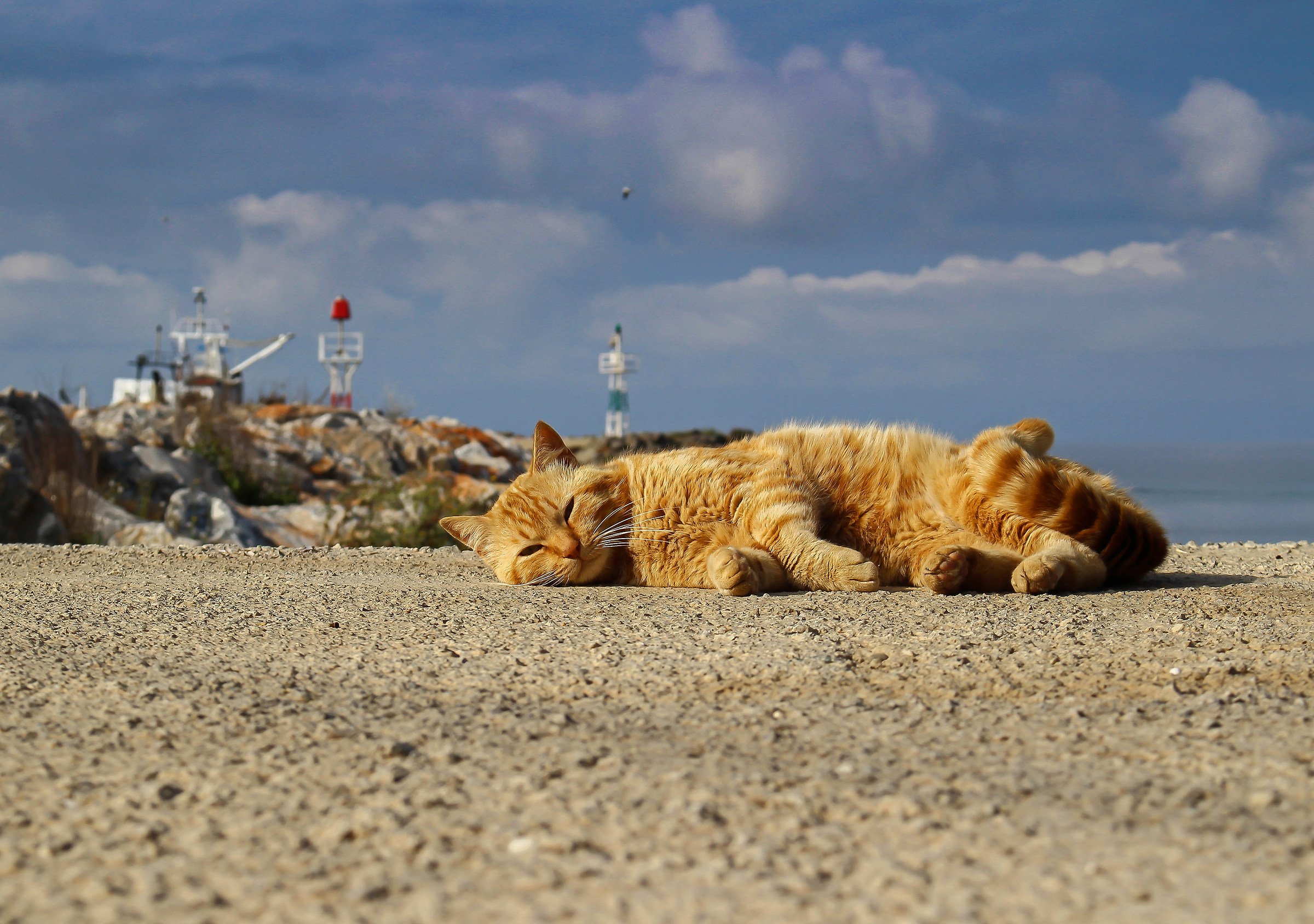 gatto rosso al porto