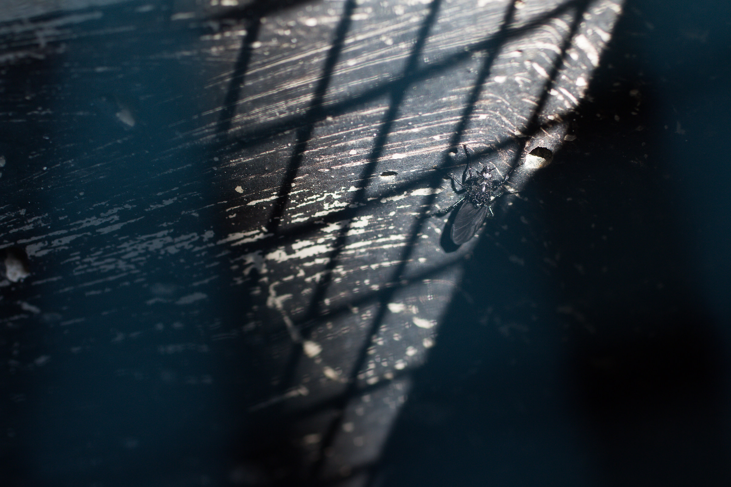 The wings of Freedom