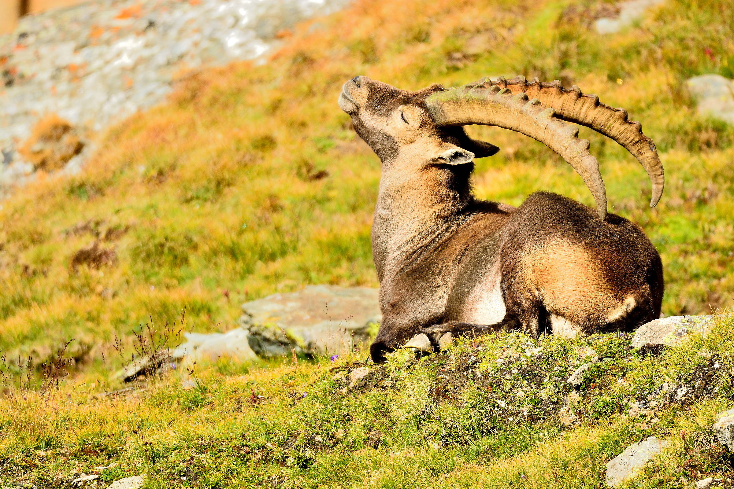 male ibex