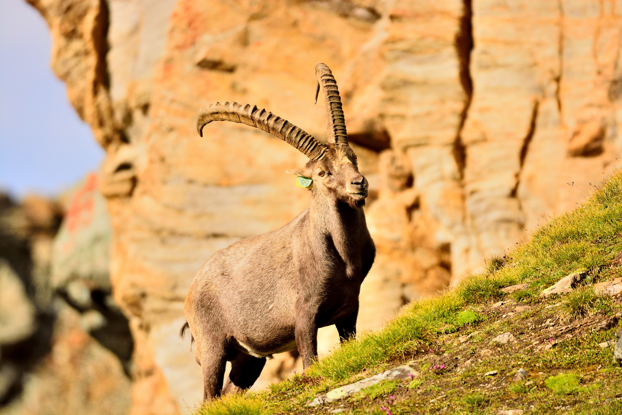 male ibex