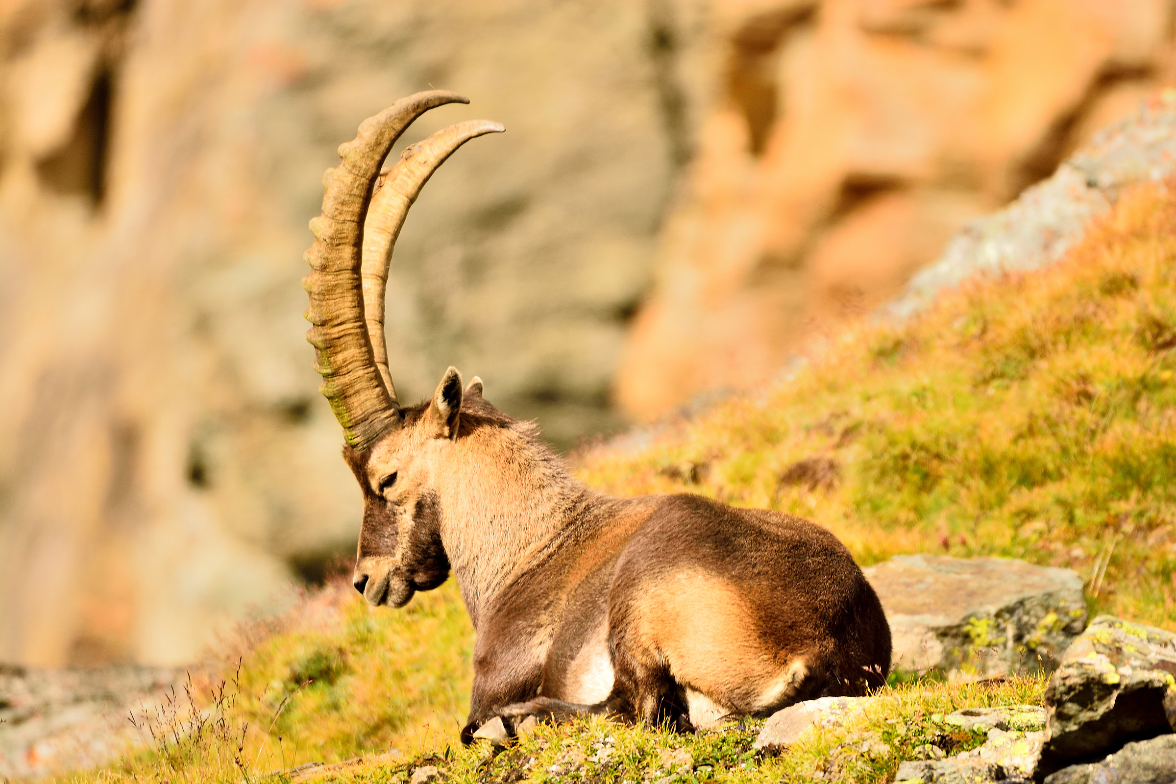 male ibex
