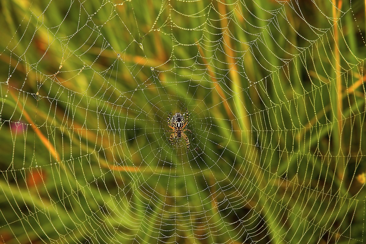 who is the cause of his ill cry himself ....