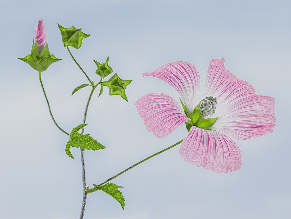 Wildflower in August