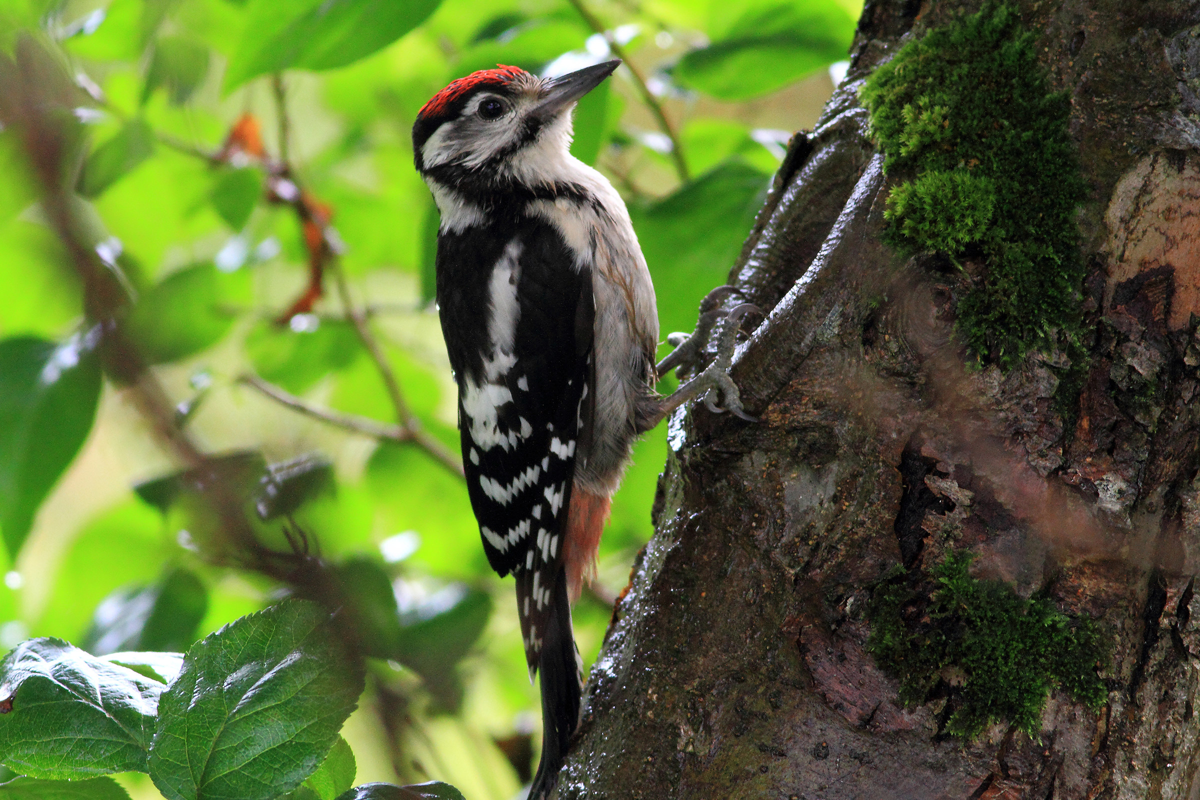 Spotted Woodpecker
