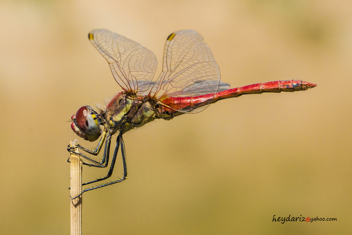 Dragonfly