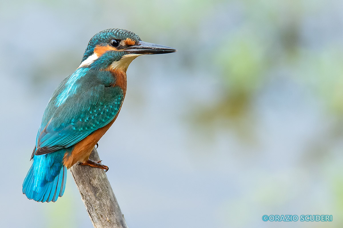 Alcedo atthis