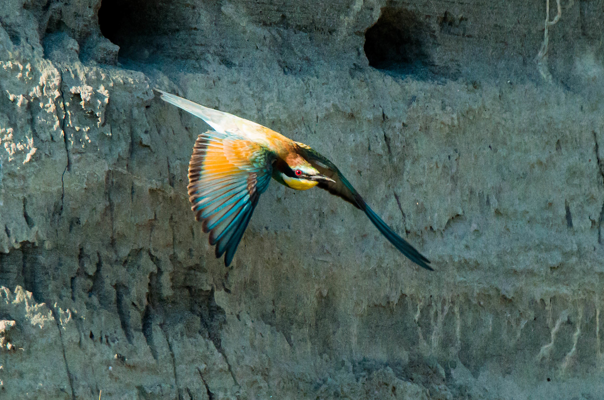 Merops apiaster