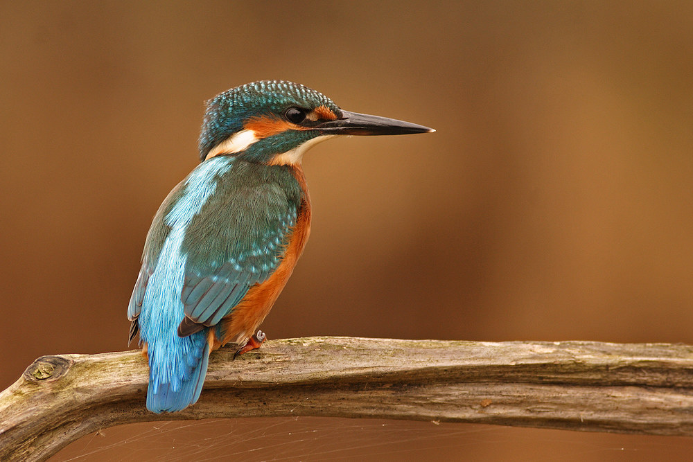 Alcedo atthis