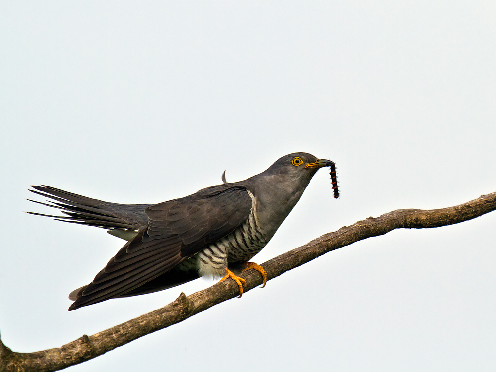 Cuckoo