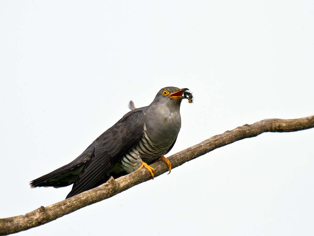 Cuckoo