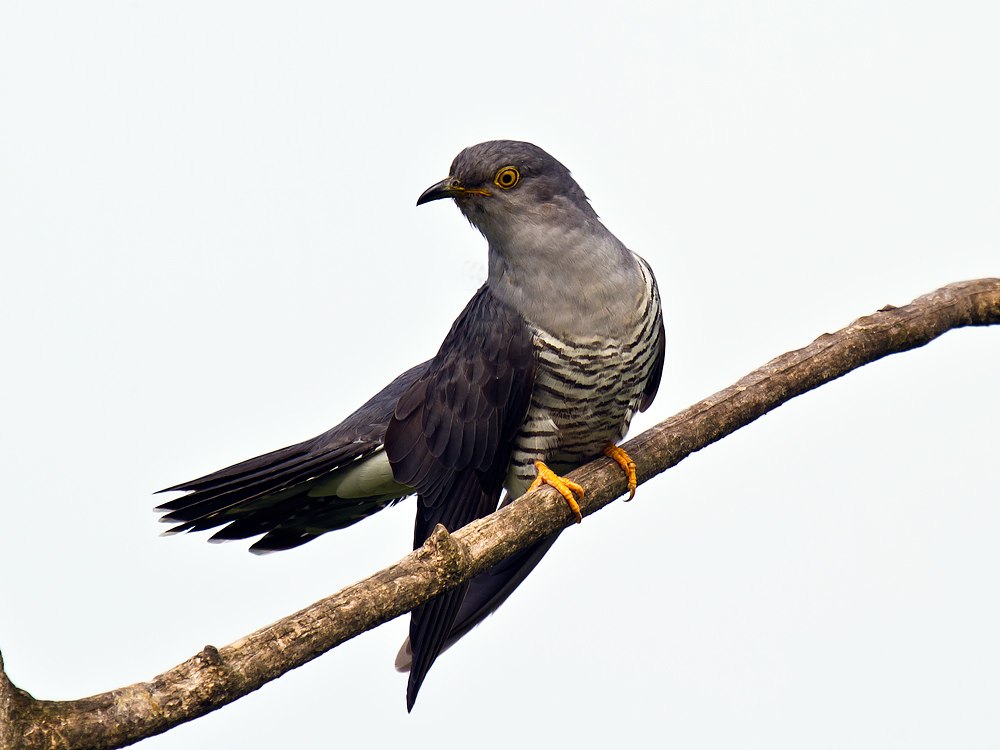 Cuckoo