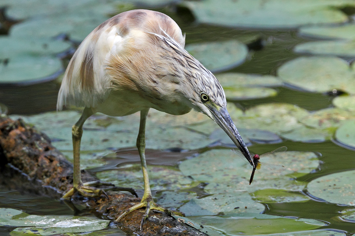 Sgarza with dragonfly