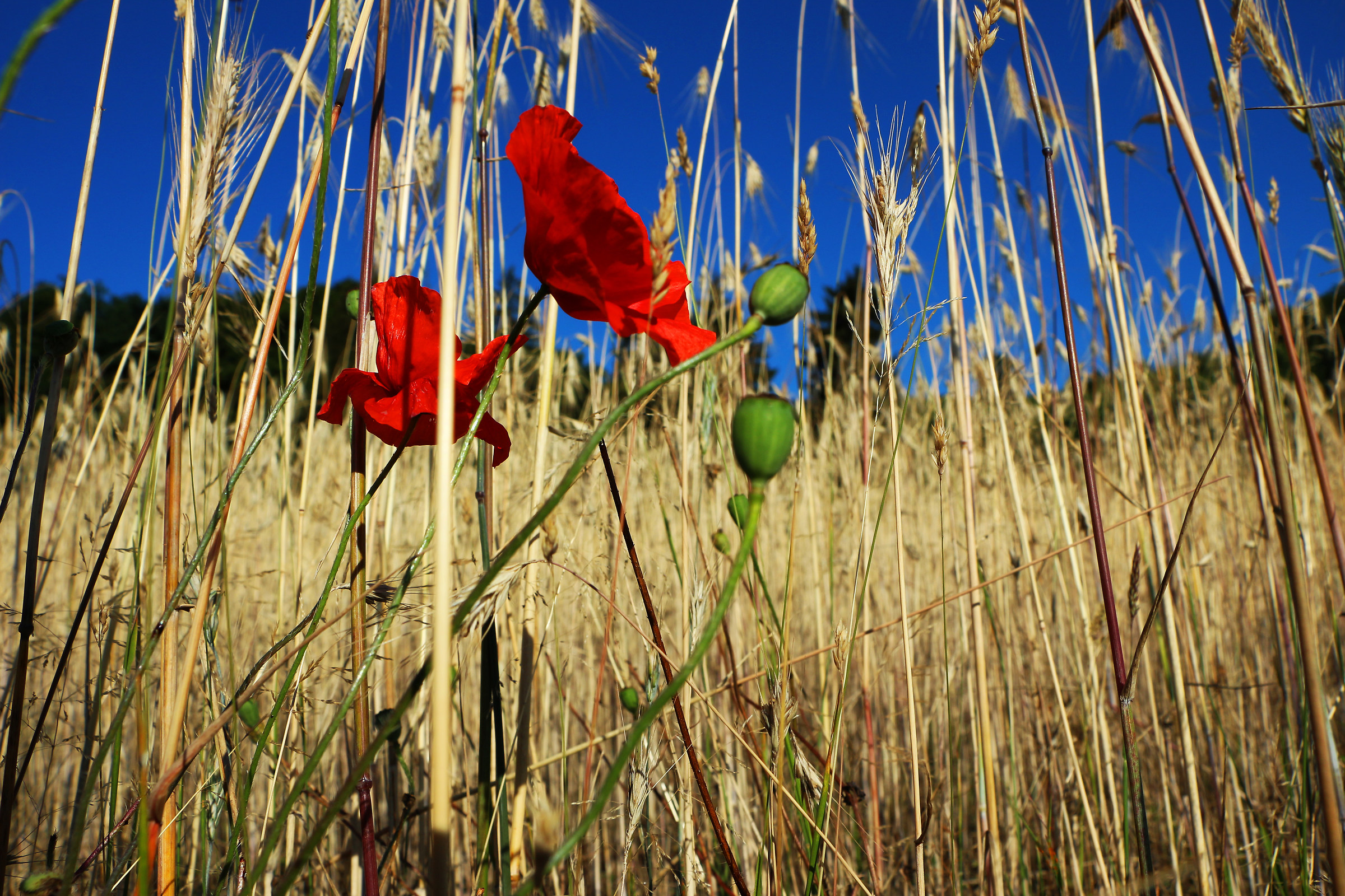 La foresta di grano