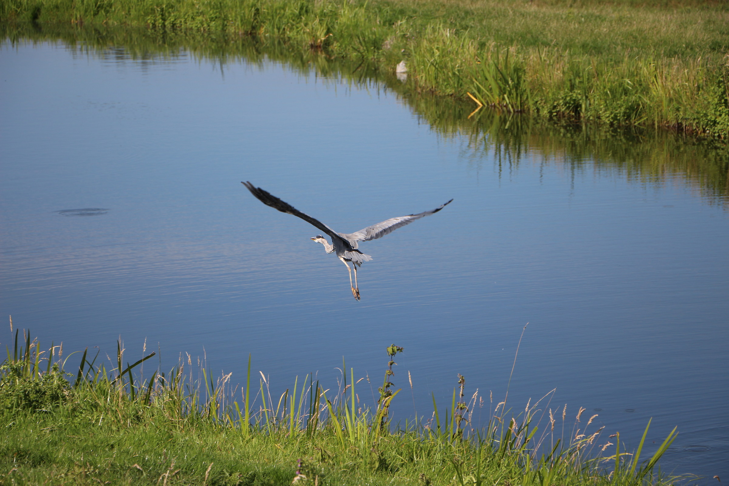 Heron in flight