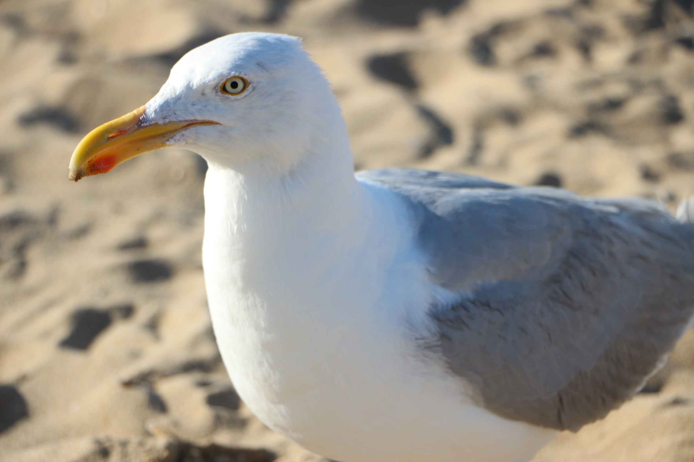 Curious seagull