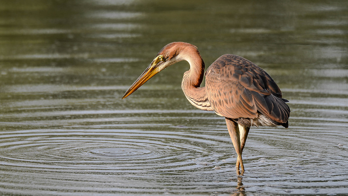 after so many one red heron ... waw