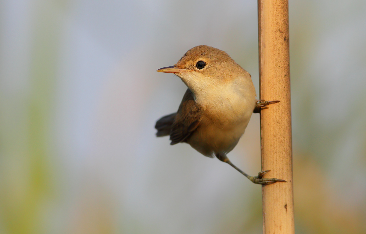reed warbler