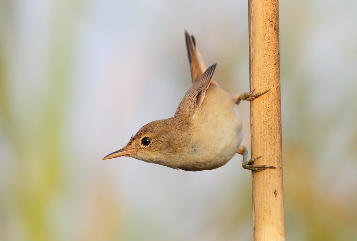 reed warbler